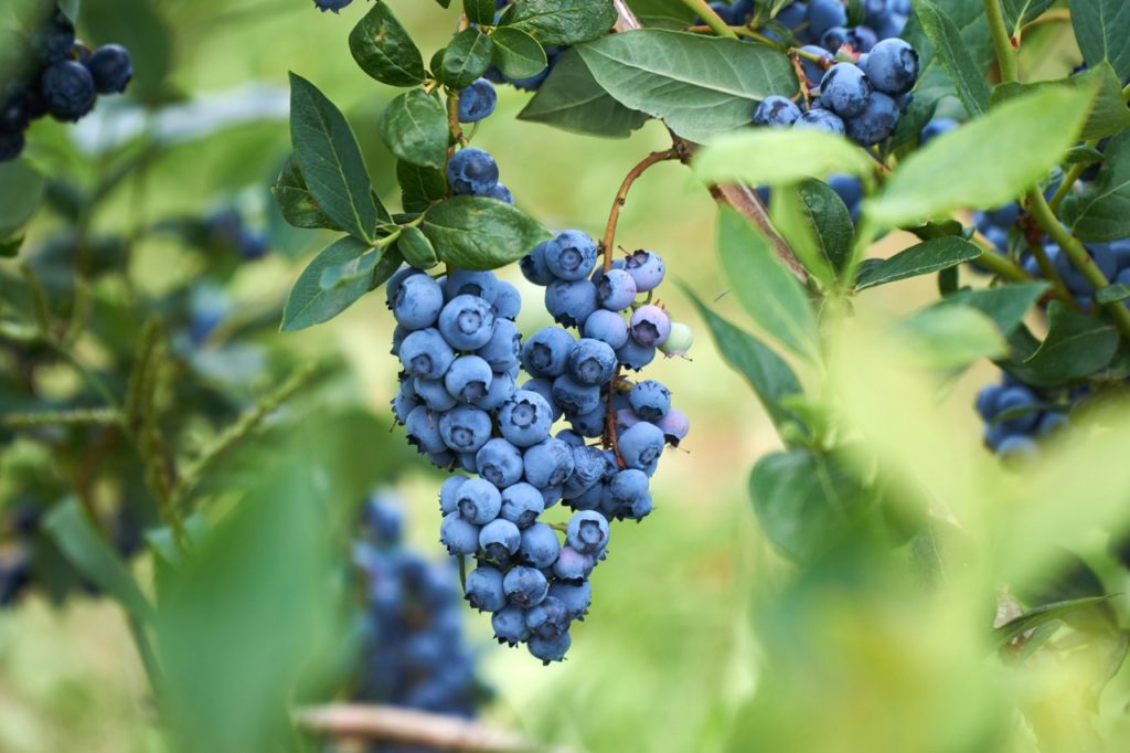 ripe cluster of blueberries growing from their bush outside