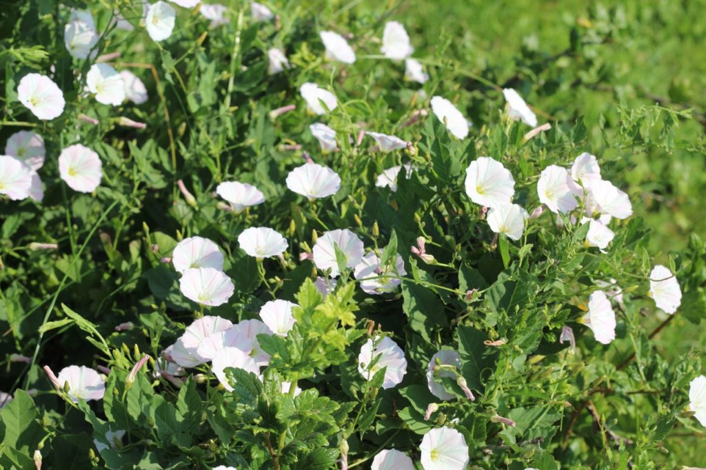bindweeds with white flowers growing in a field outside