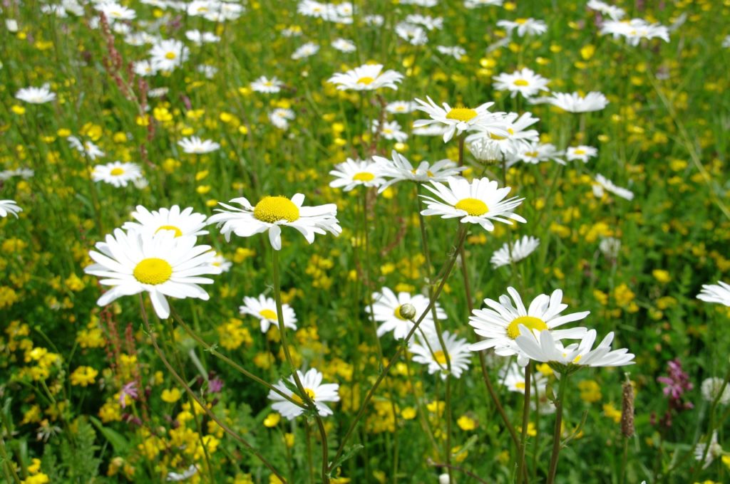 Shasta daisies growing in a field outside with other small yellow flowers 