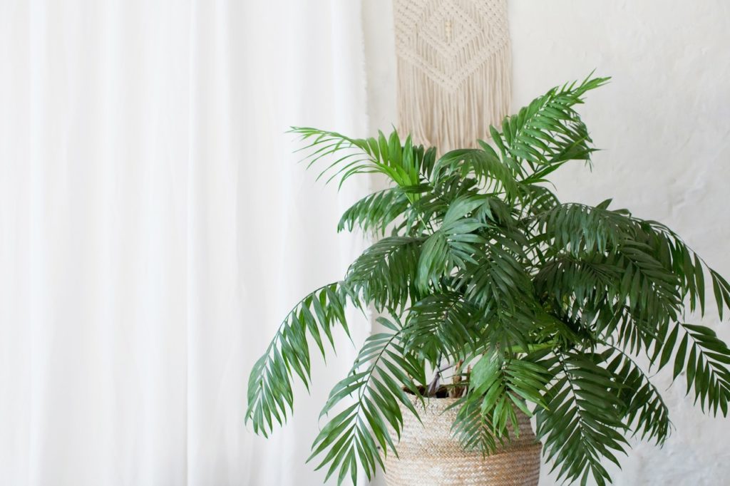 a potted areca palm houseplant growing indoors in front of a white curtain
