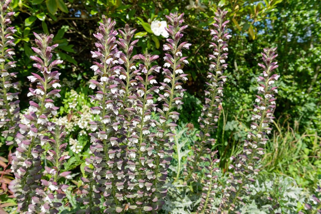 tall, long-stemmed acanthus mollis plants with purple and white flowers growing outside