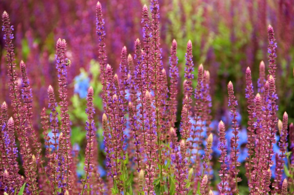 pink-purple flowering salvia nemorosa plant growing in front of other blue flowering plants outside