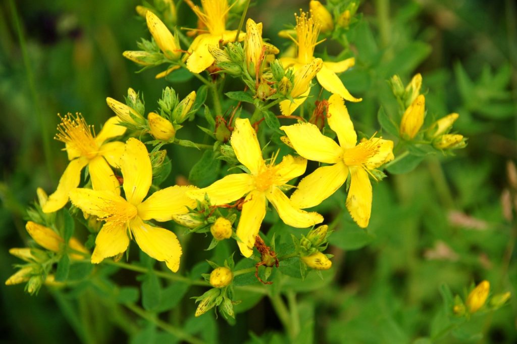 hypericum perforatum with yellow star-shaped flowers growing outside