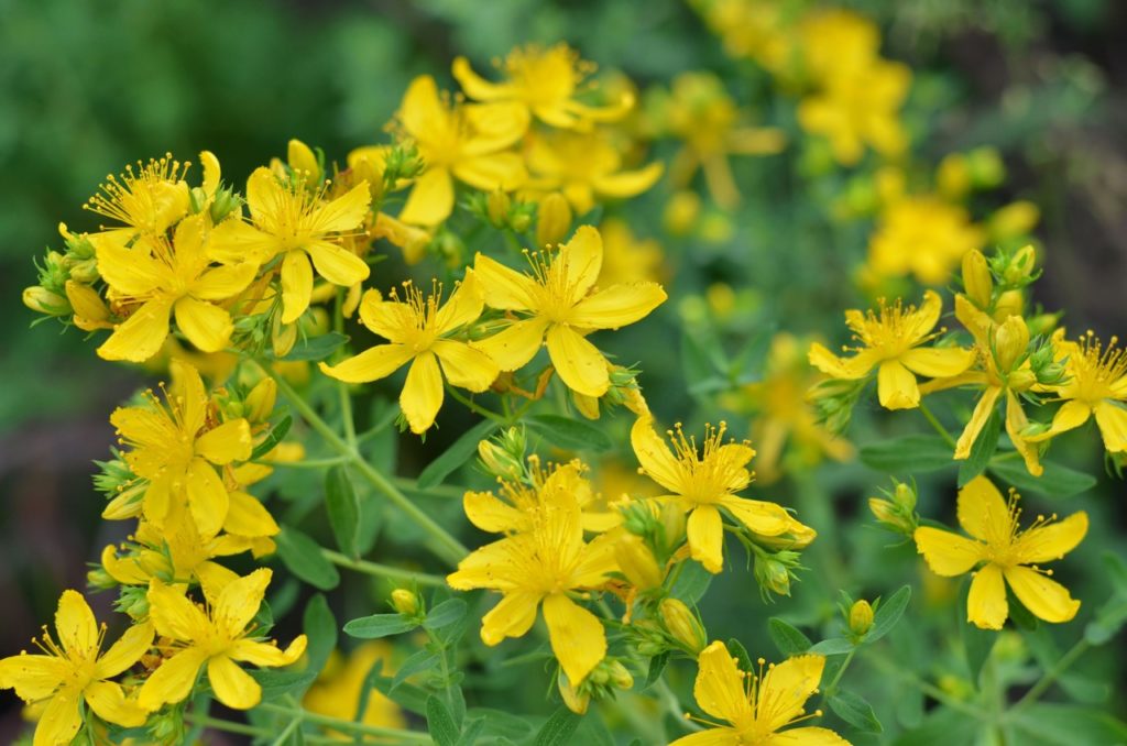 the star-shaped yellow flowers of a St John's wort shrub growing outdoors