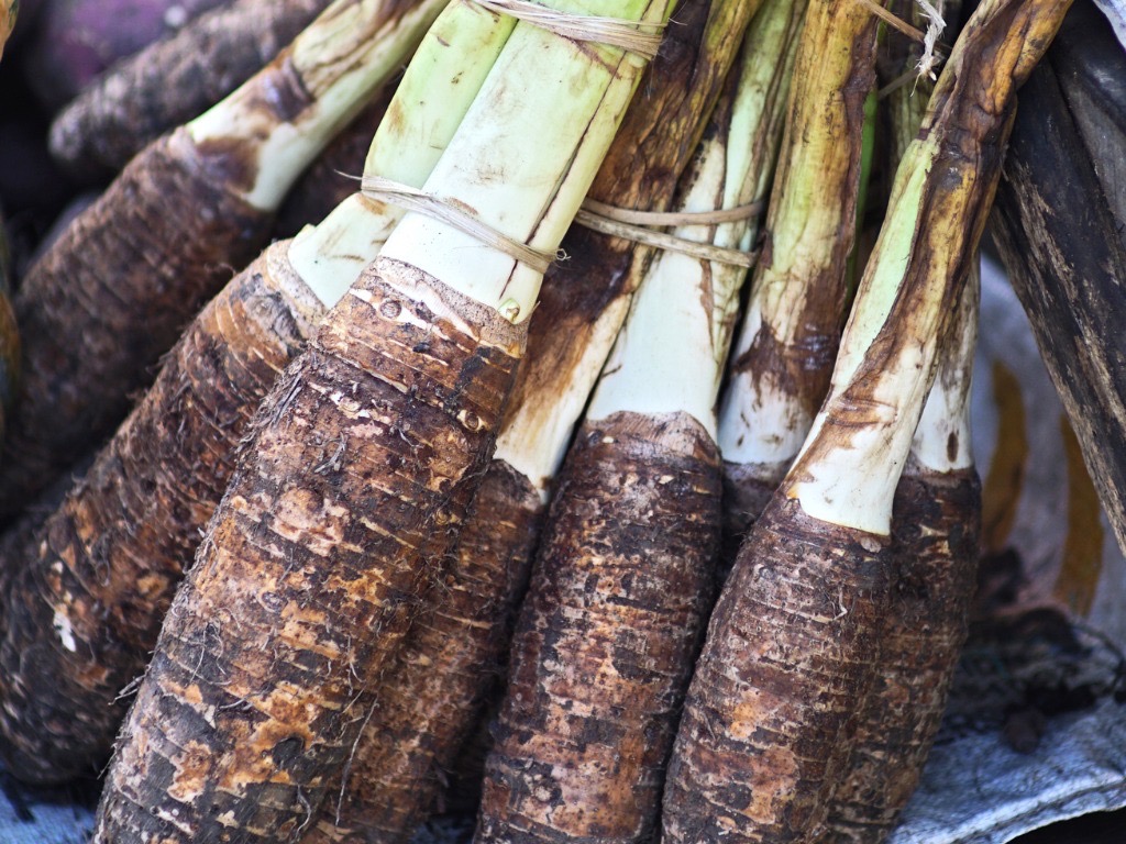 colocasia tubers that have been harvested and tied together