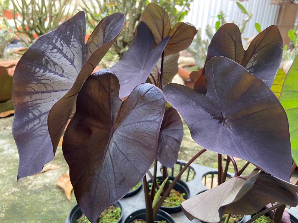 Colocasia esculenta 'black coral' with large heart-shaped purple leaves growing in a pot