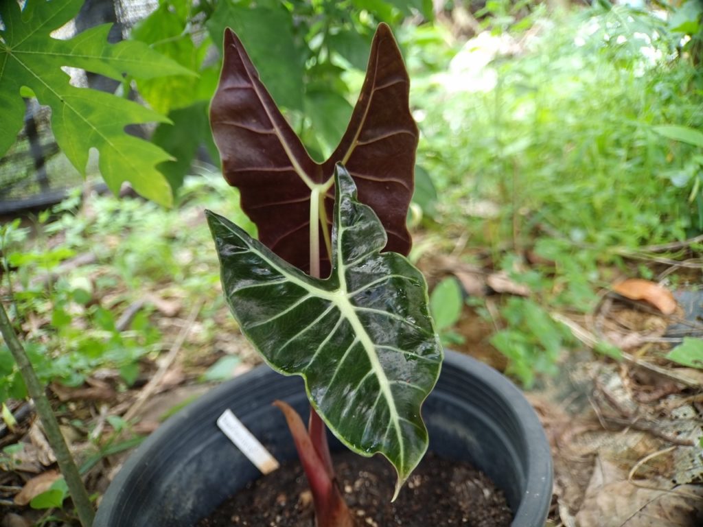 potted colocasia plant with purple, green and white coloured leaves