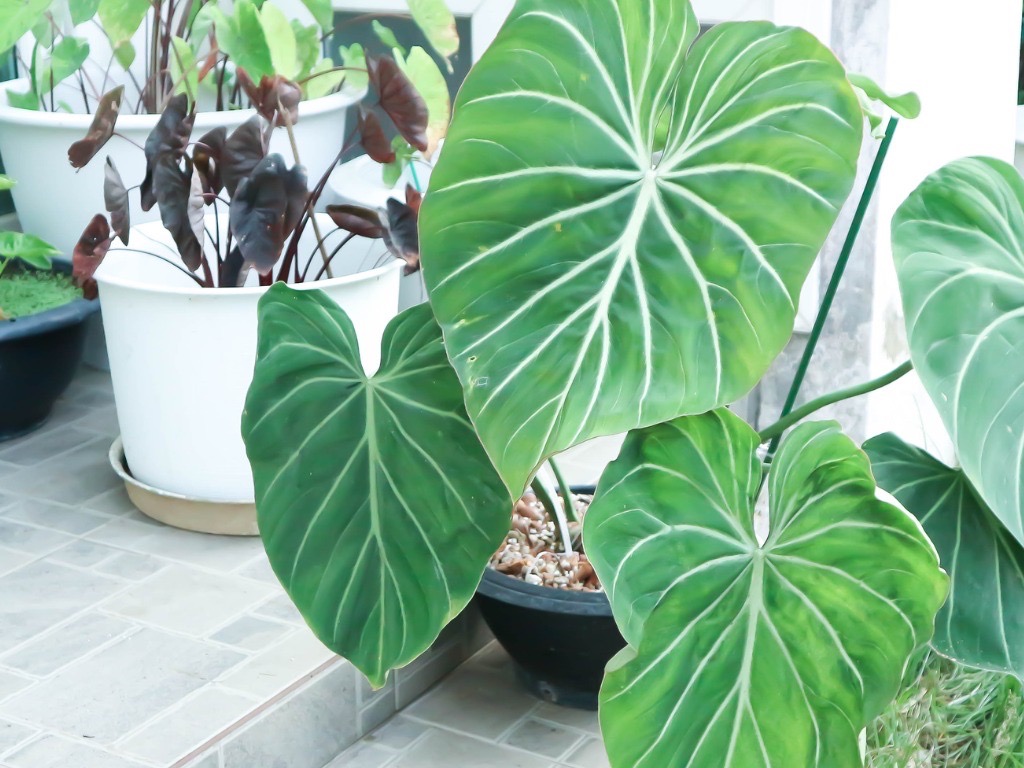 big green and white variegated leaves of a colocasia plant growing in a pot indoors in front of other purple and green varieties