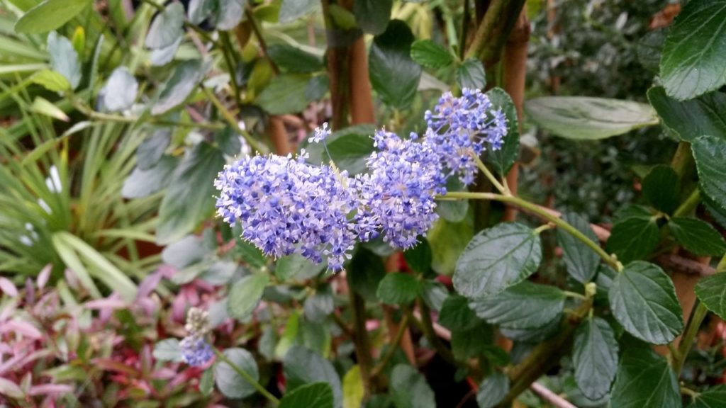 California lilac 'Trewithen Blue' plant with tiny blue clusters of flowers growing outdoors