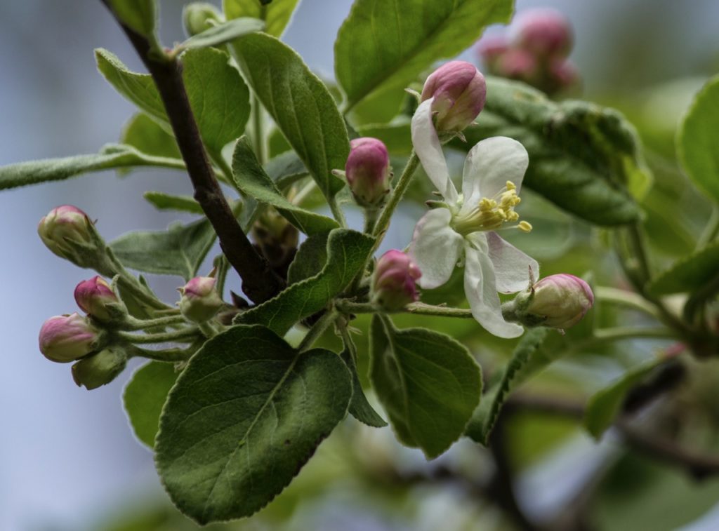 escallonia 'Apple Blossom' plant with pink flower buds and a white flower with a yellow centre in bloom