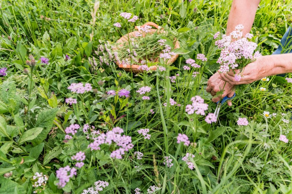 gardener deadheading the flowers from pink achillea plants next to a basket full of cut flower heads