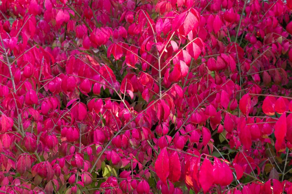 euonymus alatus 'Compactus' shrub with pinky-red leaves growing on purple stems outside in the sun