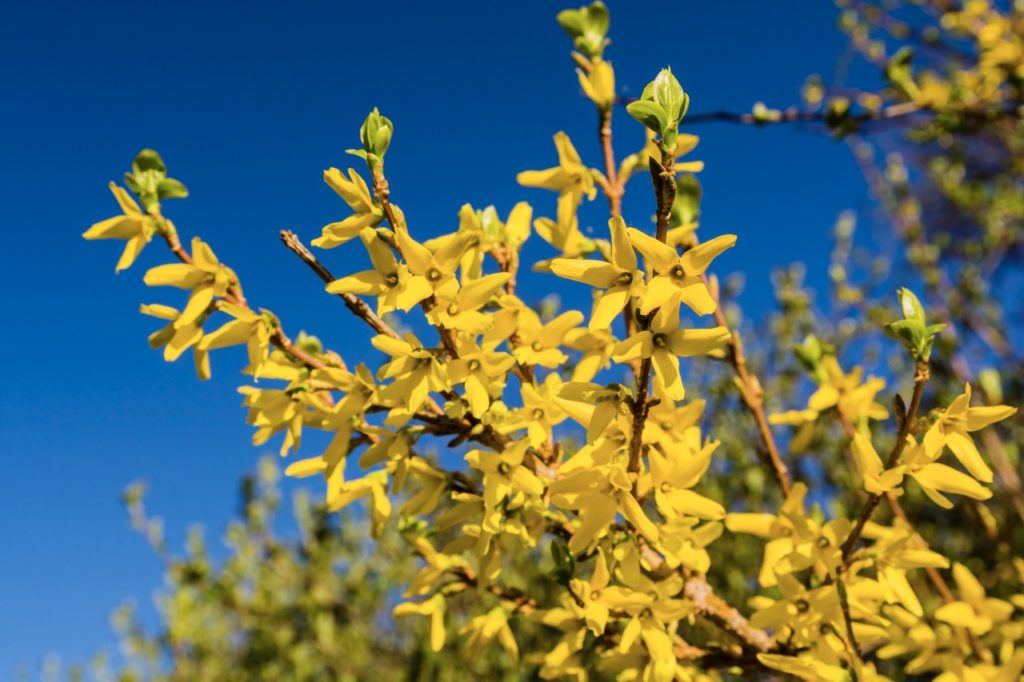yellow flowering forsythia shrub growing outside in front of a blue sky