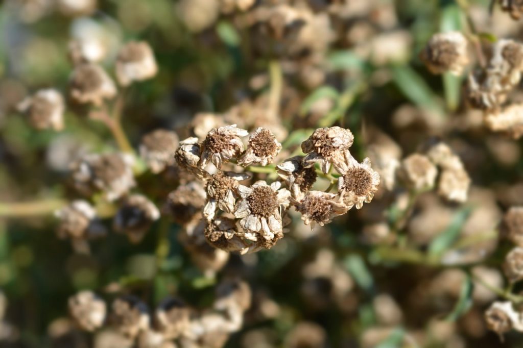 spent achillea flowers displaying their brown seeds at their centre