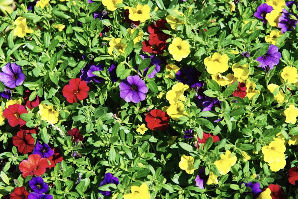 yellow, red and purple flowering million bells growing in a garden bed