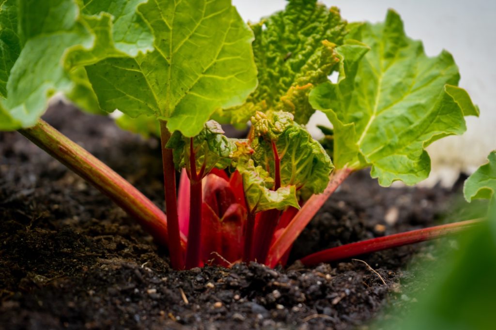 rhubarb with thin red stems and small green leaves growing from moist soil