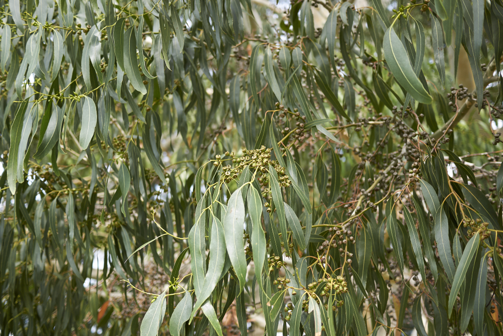 foliage from a Eucalyptus dalrympleana tree with tiny round yellow buds and long thin green leaves