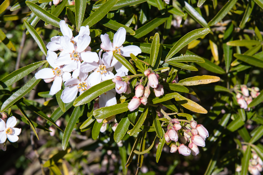 white flowering choisya shrub with long thin leaves, some of which have started to turn yellow in colour