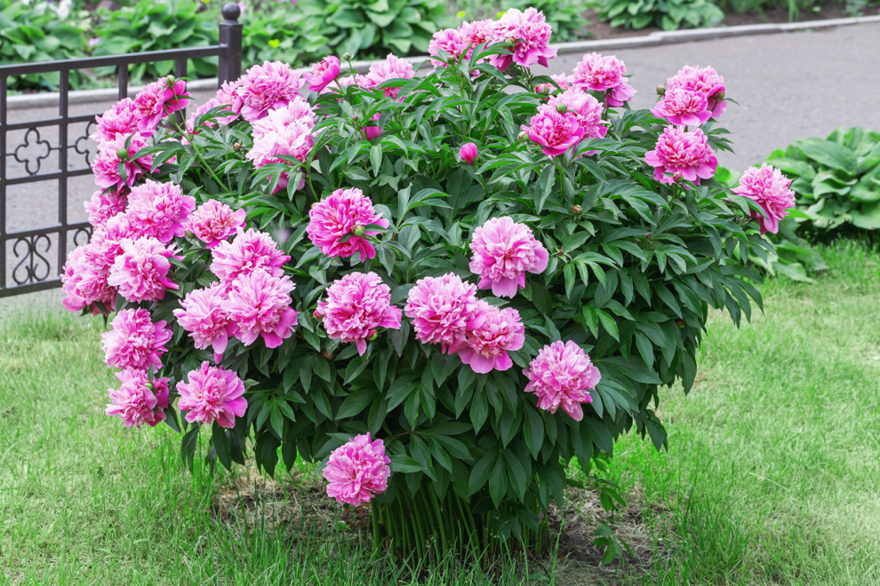 pink flowering peony bush that has been pruned into a round shape growing outside on a lawn in front of a road