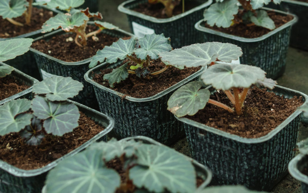small potted begonia plants growing in rows inside