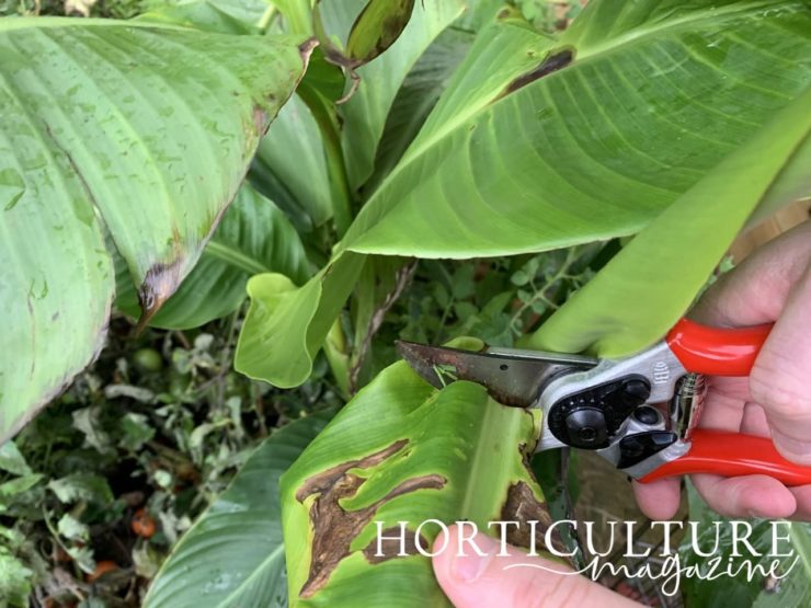 How (And When) To Cut Back Canna Lily Horticulture.co.uk