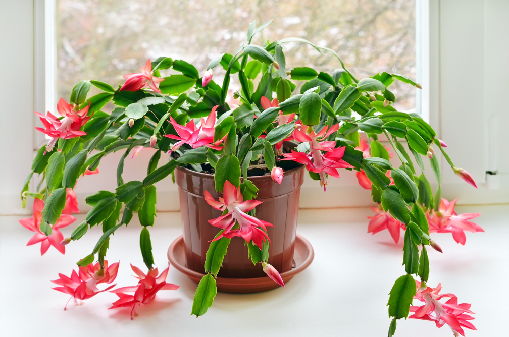 pink-red flowering Christmas cactus growing in a container in front of a window