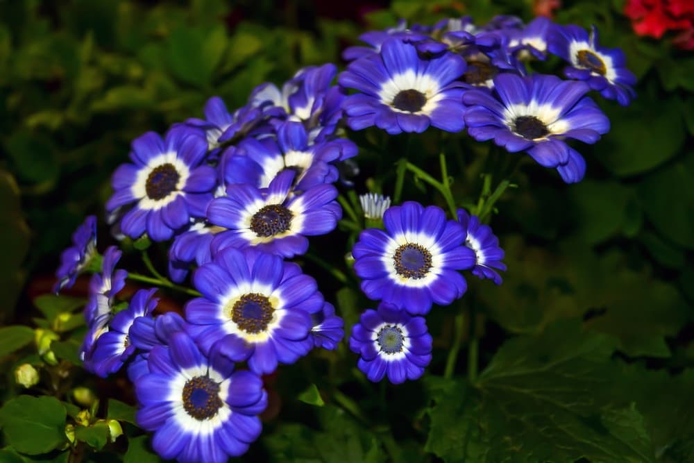 blue and white coloured flowers of Pericallis x hybrida with dark green leaves