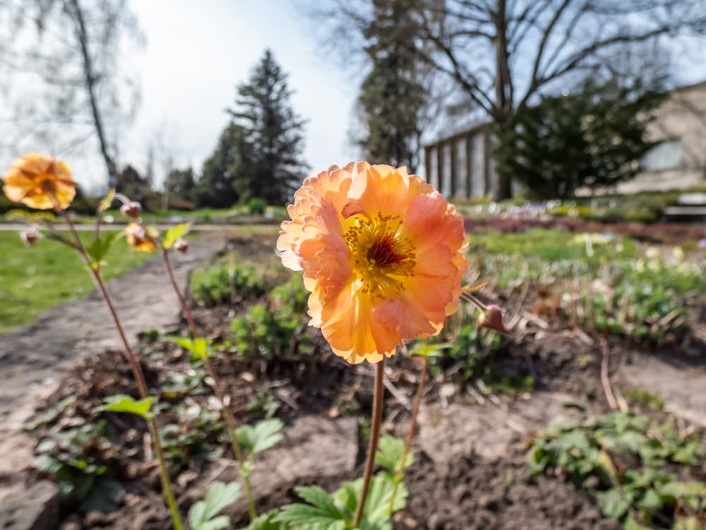 large Mai Tai avens flower in a big open park