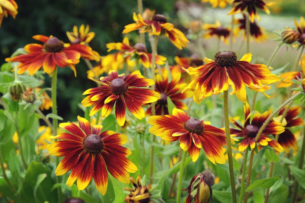 Rudbeckia 'chocolate orange' flowers in bloom