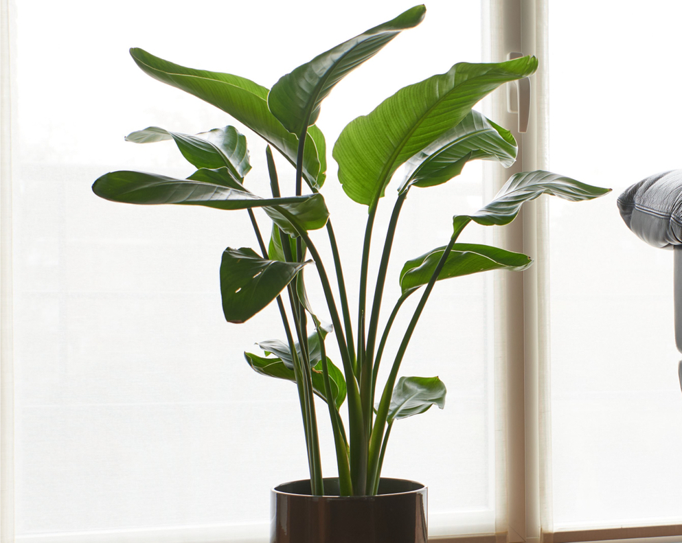 big green leaves from a bird of paradise plant growing in a container inside in front of a glass door