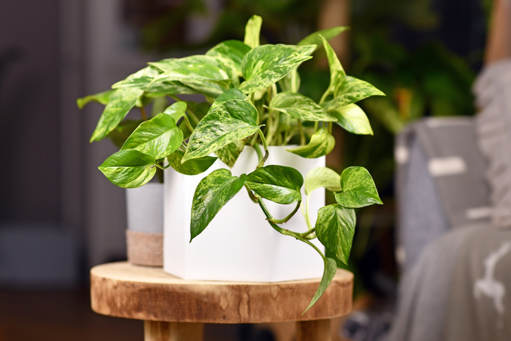 small variegated green leaves from a potted philodendron plant on a wooden table indoors