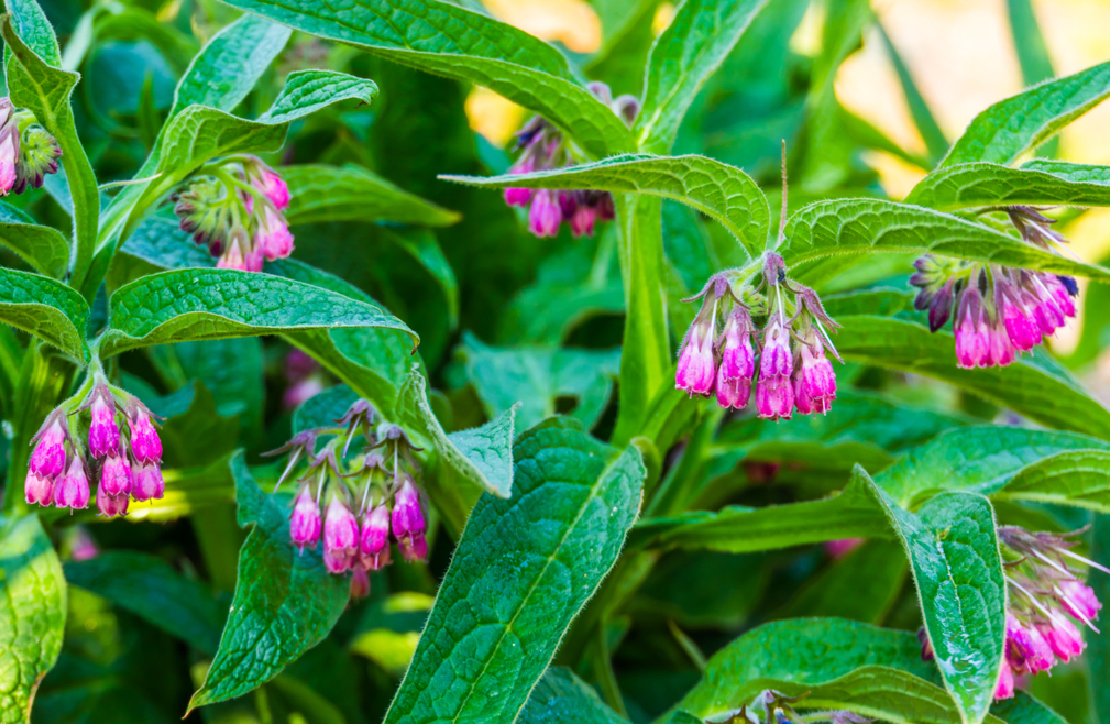 pink flowering clusters growing from a comfrey plant with long thin leaves