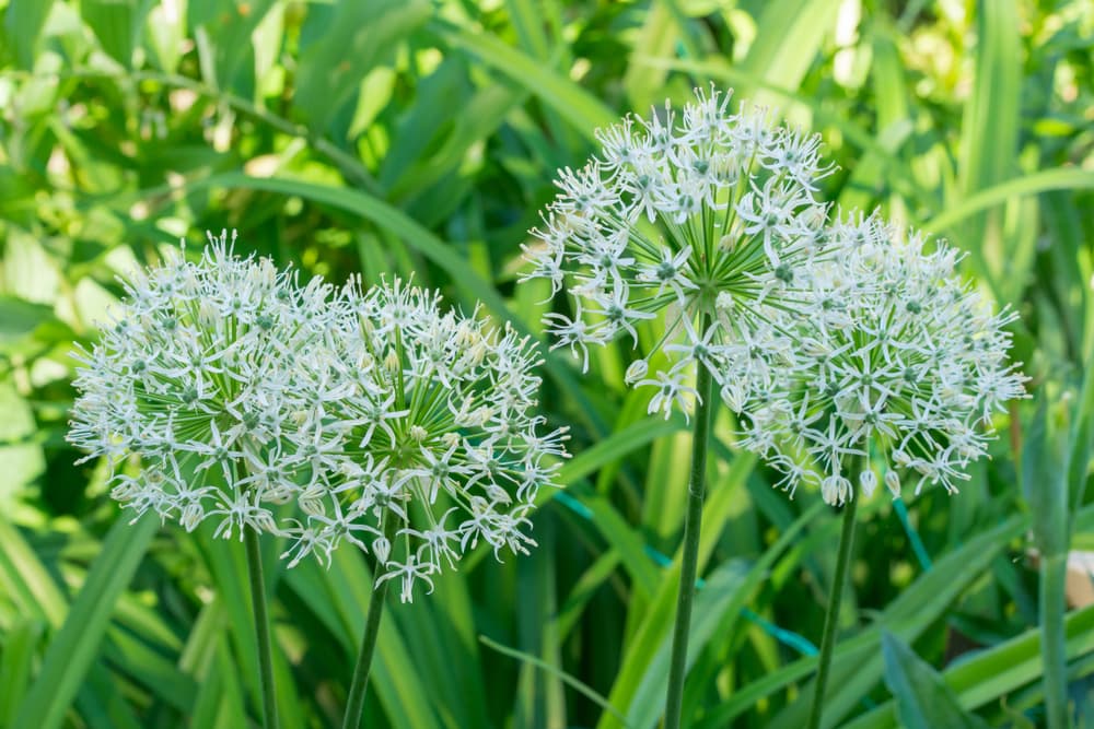 globe shaped flowers of Allium 'Mount Everest'