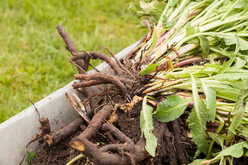 harvested comfrey plant with big roots in a wheelbarrow outside