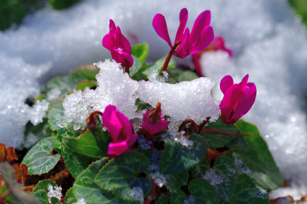 pink flowering cyclamen growing outdoors covered in a layer of snow