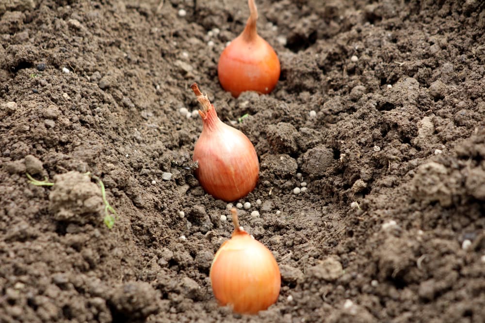 small onion bulbs planted in a soil trench