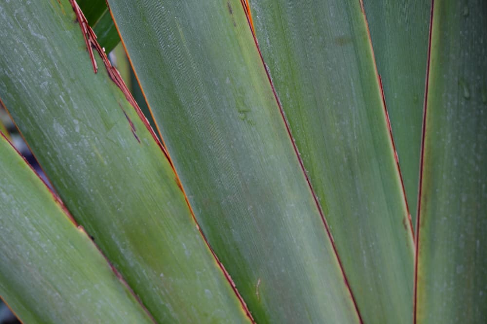 leaf fan of a Phormium plant
