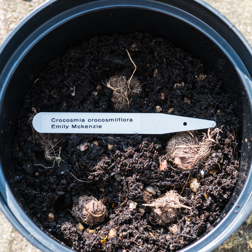 crocosmia bulbs and a small plastic label planted into a round container