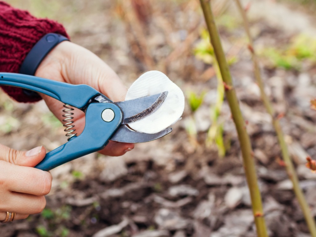 a pair of secateurs being cleaned with a round cotton pad before being used in the garden