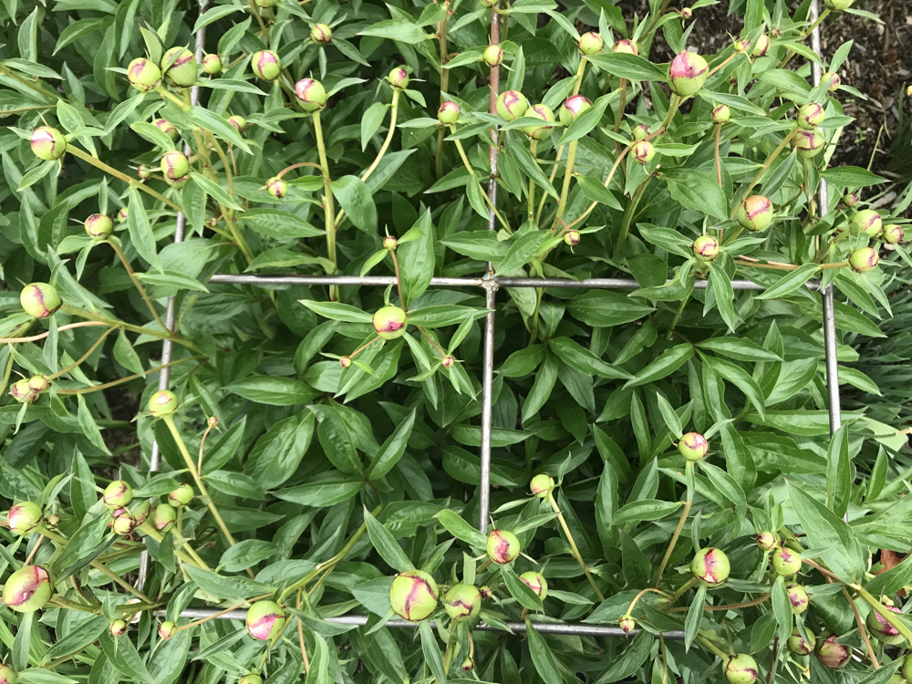 large peony shrub with closed blooms that are yet to flower growing against a metal trellis support outdoors