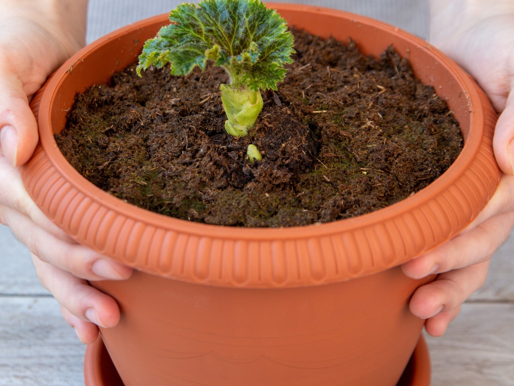 begonia tuber growing in a large ceramic pot with moist compost indoors