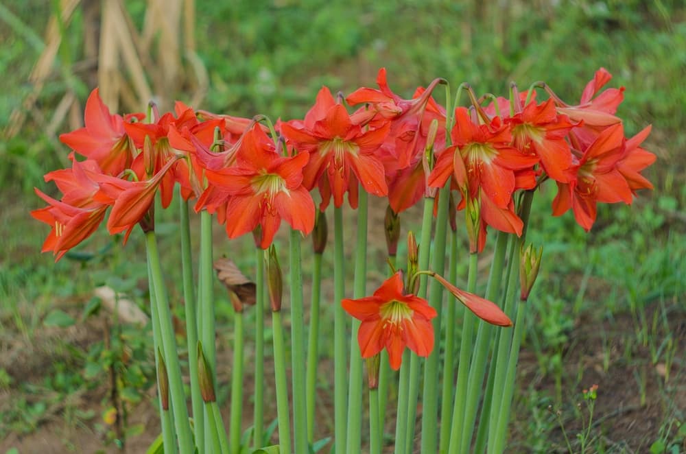 red upright flowers of Hippeastrum puniceum in the garden