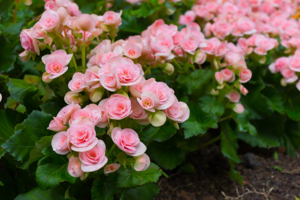 begonias growing outside in the ground with beautiful pink flowering blooms