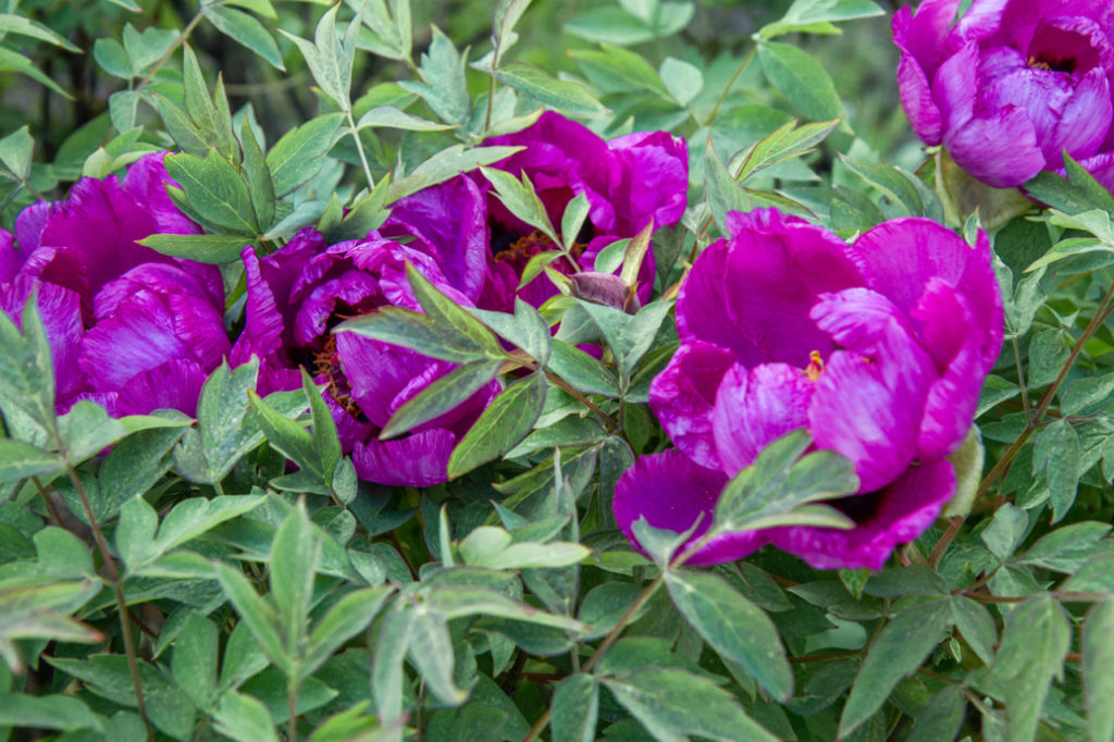 purple flowering tree peony shrub growing outside