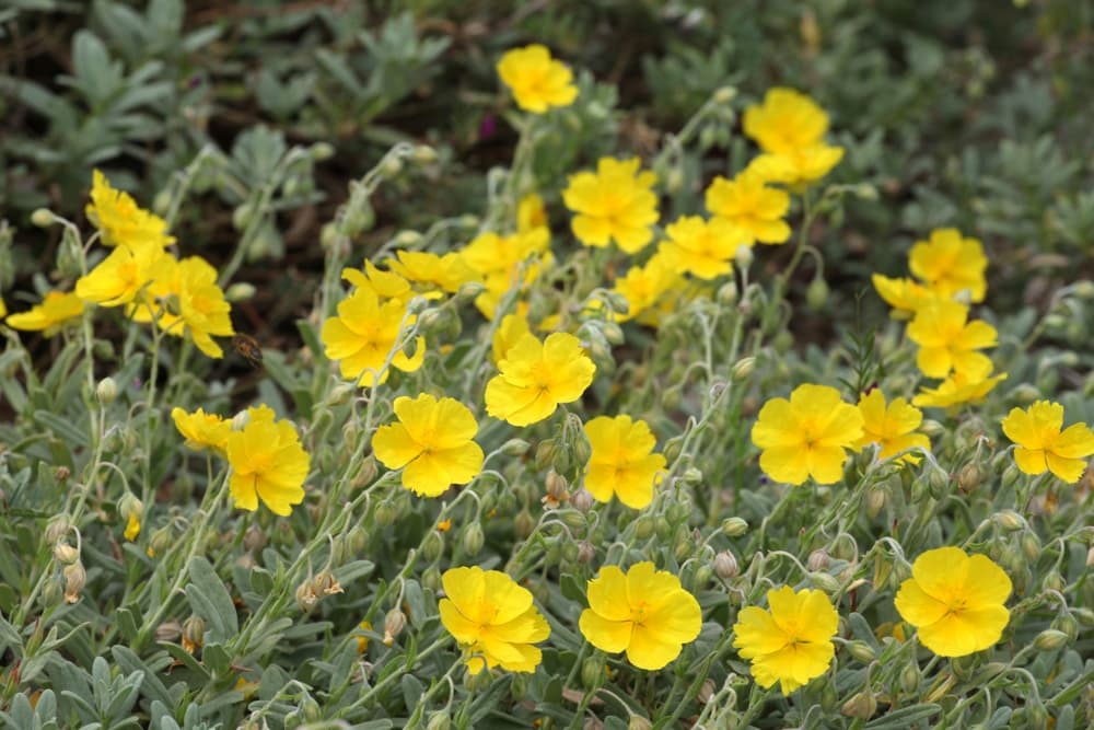 Wisley Primrose rock rose with bright yellow flowers