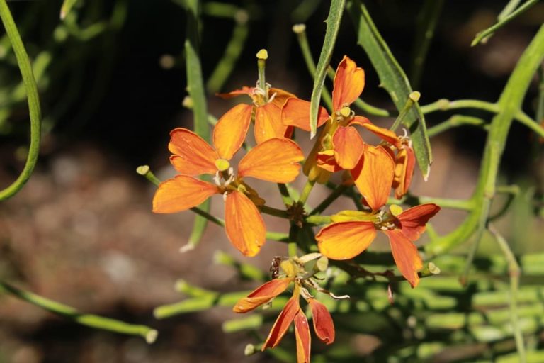 How To Grow & Care For Erysimum 'Wallflowers' Horticulture