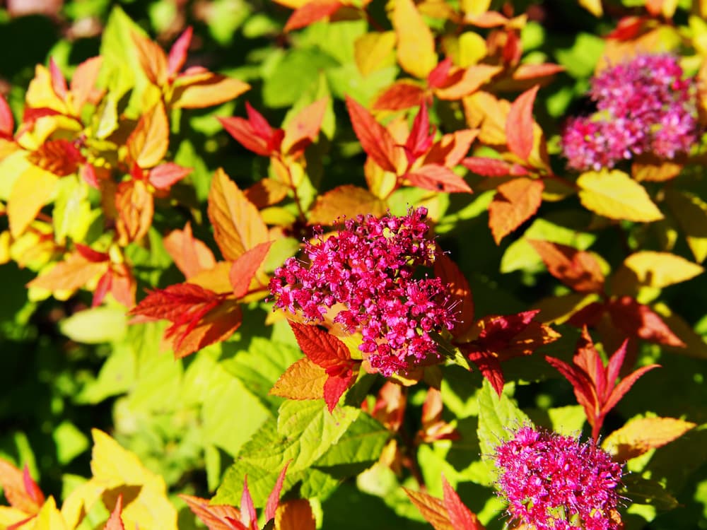 Goldflame variety of Japanese Meadowsweet with orange, red and green leaves