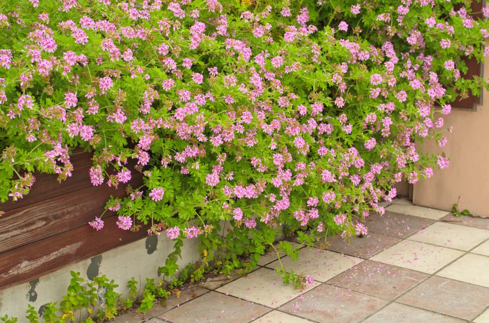 Pelargonium citrosum growing in bushy form in a timber garden border
