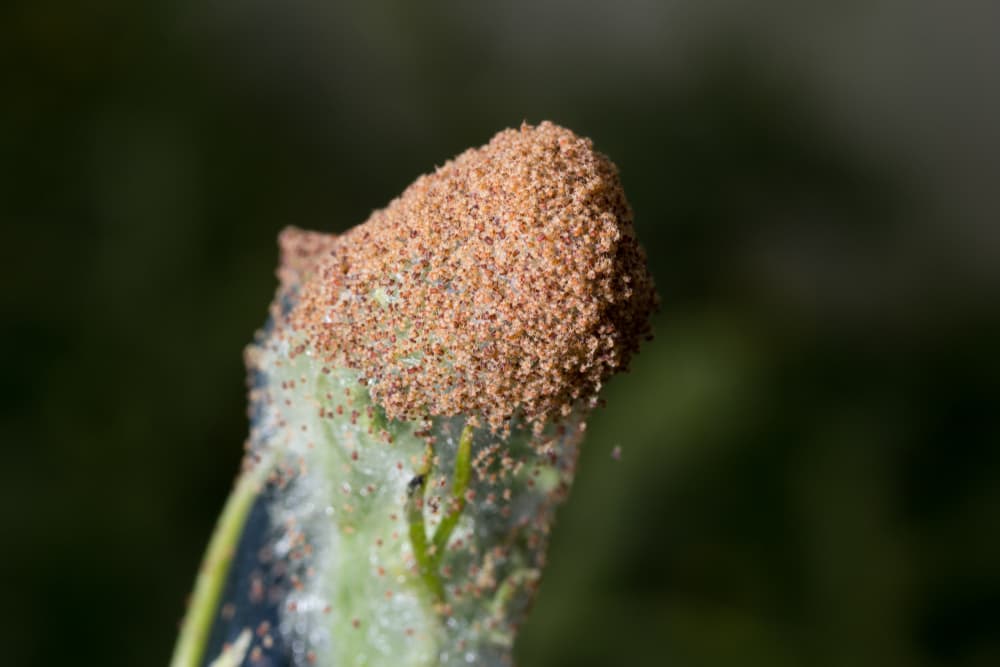 large colony of red spider mites on the stem of a plant