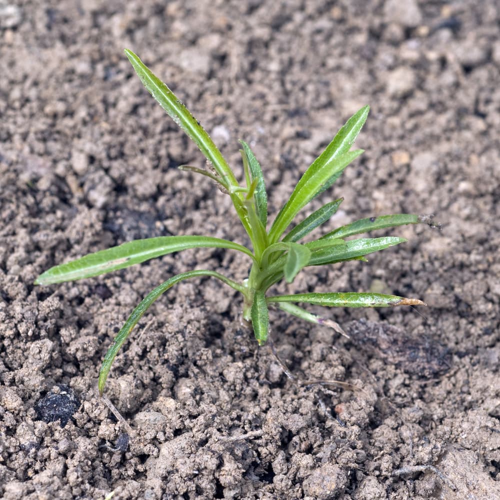 campanula seedling in dry soil